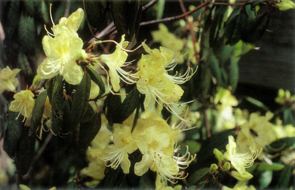 Rhododendron lutescens