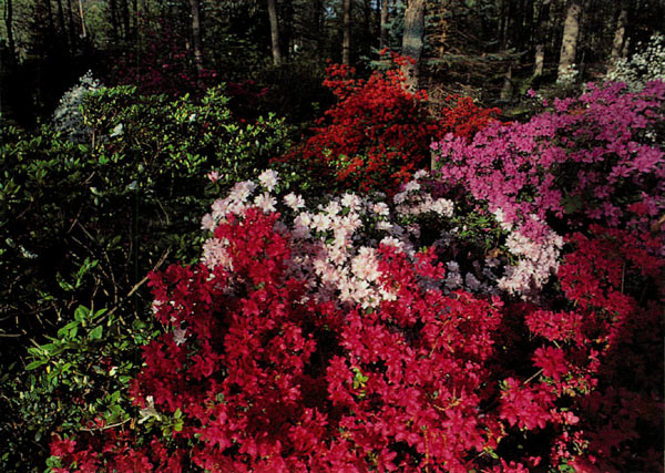 Evergreen azaleas in the
author's private garden