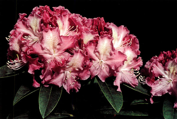 ('Mrs. Davies Evans' x 'Purple
Splendour')