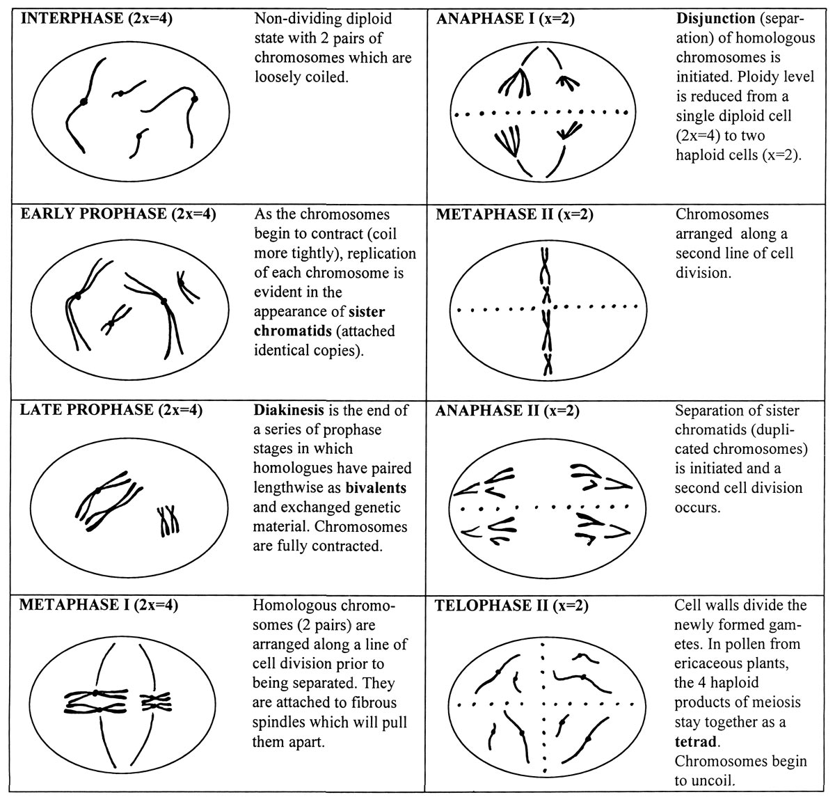 Stages of Meiosis