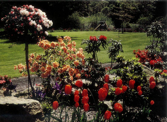 R. yakushimanum 'Koichiro Wada' on
'Anna Rose Whitney' rootstock.