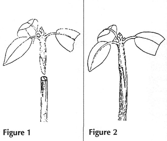 Splice for Rhododendron standard.