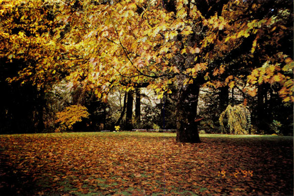 California black oak in Burns garden