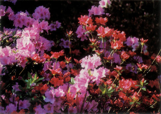 Evergreen azaleas planted in
the late 1950s.