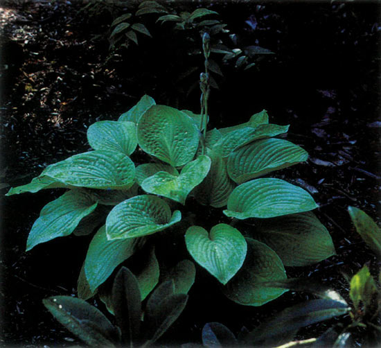 Hosta in woodshed bed.