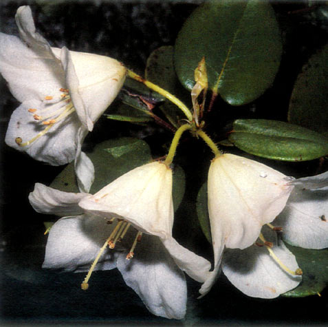 White flowered Rhododendron
williamsianum