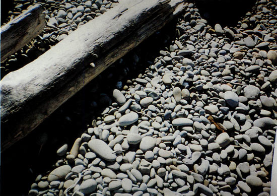 Rocks at Kalaloch
Beach, Washington