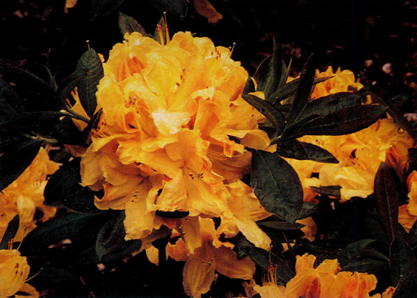 R. 'Vineland Gold'