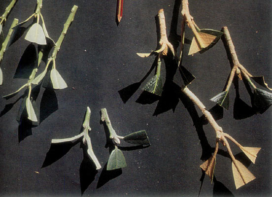 Preparation:
sectioning of leaves and stems.