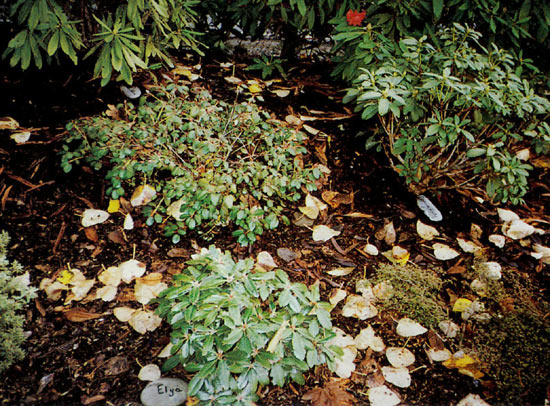 Kentala garden with rocks used for
plant labels written in oil based paint.