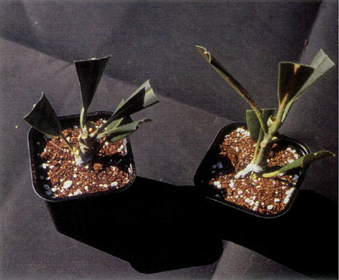 Cutting-grafting
in plastic pot.