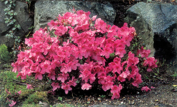 R. calostrotum 'Gigha'