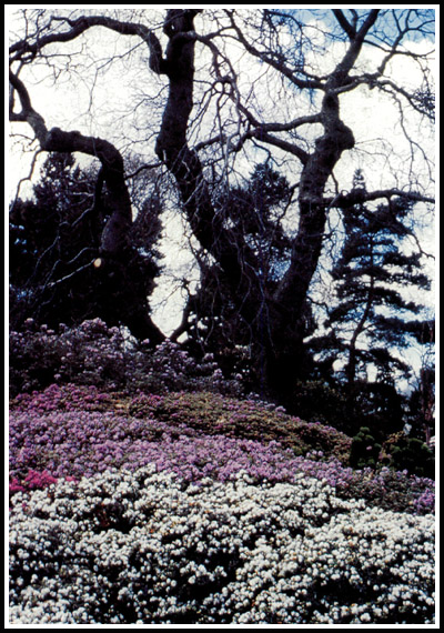 Rock Garden at the Royal Botanic 
Garden, Edinburgh