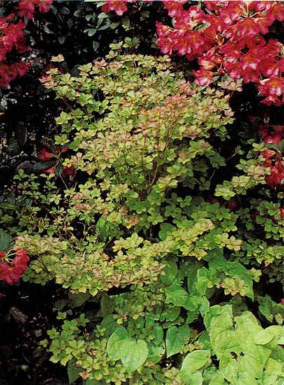 R. quinquefollium with 'Sonota'
in the Glen Patterson garden