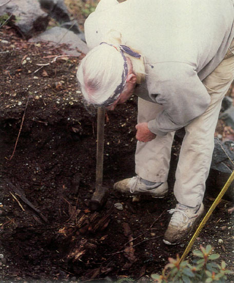 Brian whittles down the dogwood
stump suspected of being disease central.