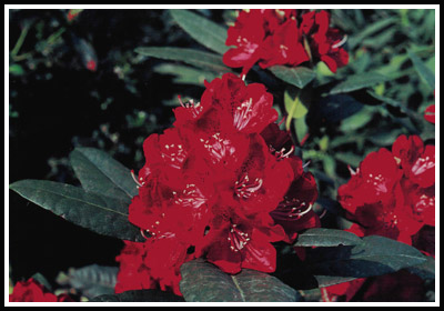 R. 'Fretz Red #9'