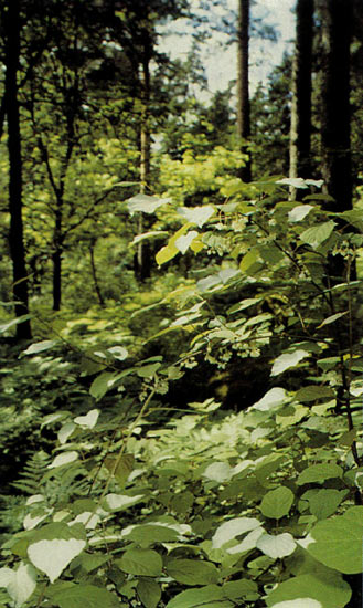 Actinidia kolomikta at
Mustila Arboretum