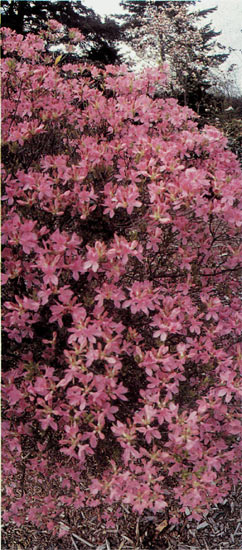 R. 'Fraseri' in John Massot's
Richmond, B.C. Display Garden. 