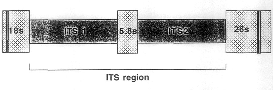 'Fig 1