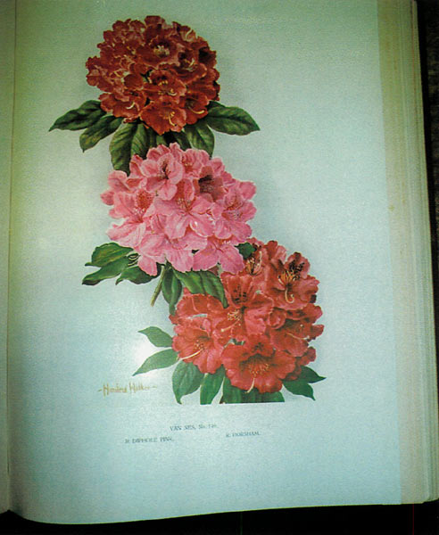 Color plate from Rhododendrons
by J.G. Millais, 1917. Van Nes No. 149, R. 'Diphole Pink', R. 'Horsham'.