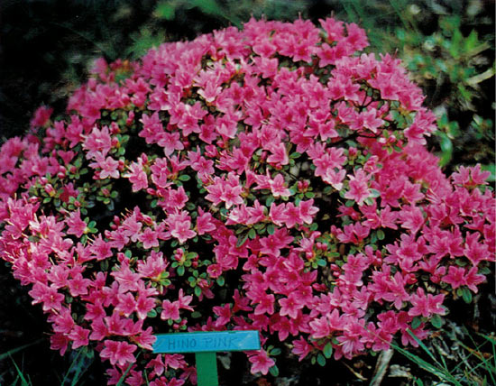 R. 'Hino Pink'