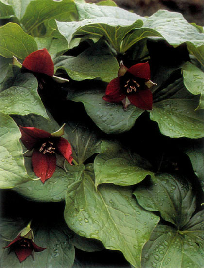 Trillium eretum