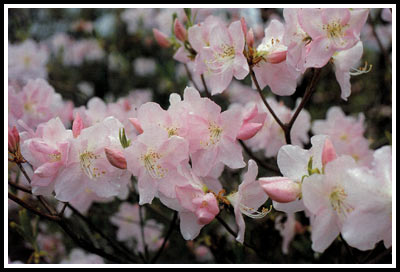 Rhododendron schlippenbachii