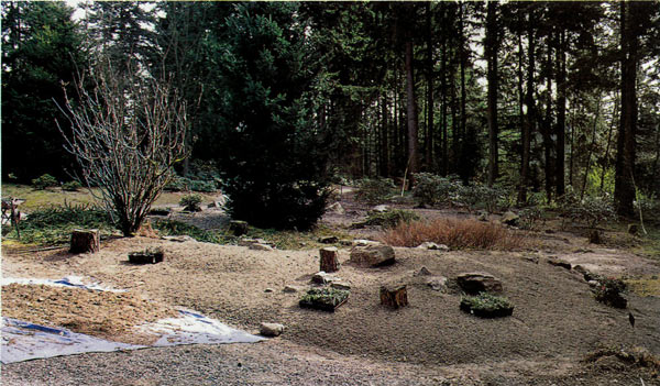 Renovated bed ready
for R. forrestii planting.