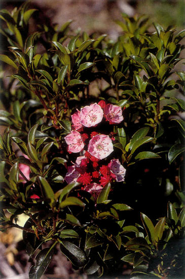 Kalmia 'Little Linda'