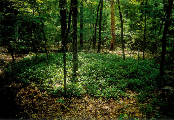 low spreading mountain laurel