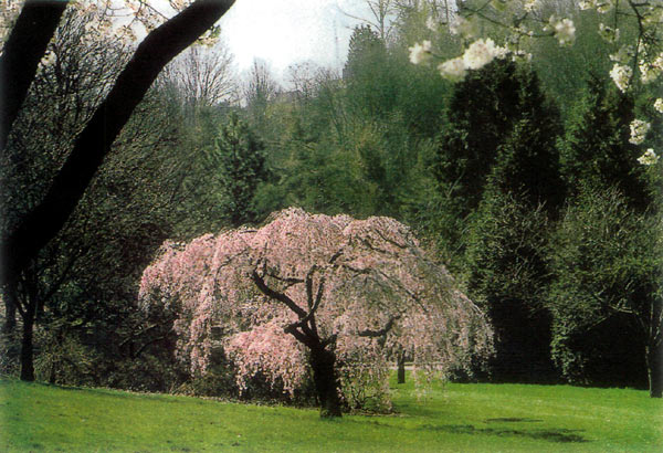 The Washington Park Arboretum,
Seattle.