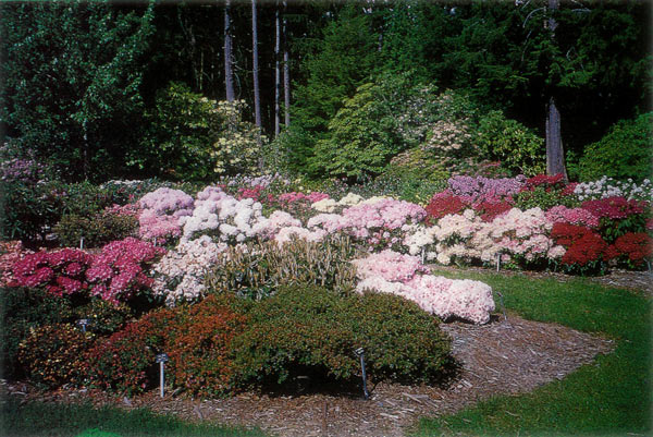 The Meerkerk Test Garden,
Whidbey Island