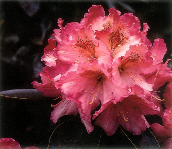 R. 'Coral Mist'