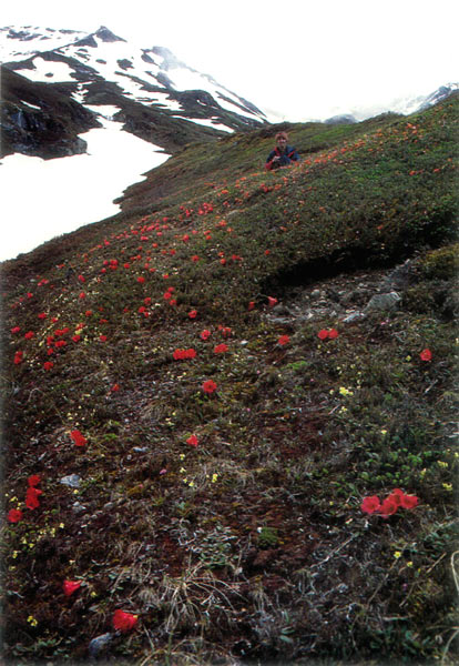 R. forrestii on Dashing La,
11,500 feet.