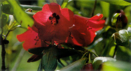 R. cerasinum, Kingdon-Ward's
'Coals of Fire,' on the Doshong La, 11,500 feet (3450 m).