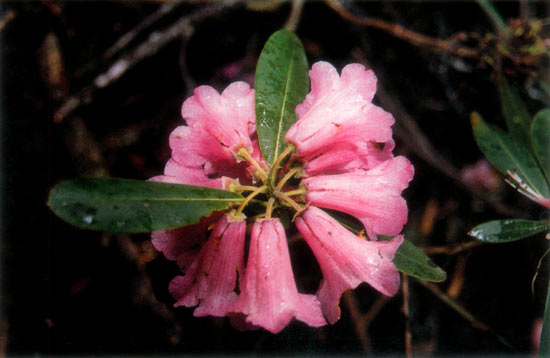 R. faucium on the Doshong La
at lower elevations (10,500 to 11,000 ft., 3150m to 3300 m).