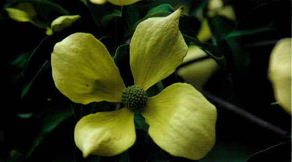 Cornus capitata, the yellow
dogwood, occurred only south of Zayul near the Burma border.