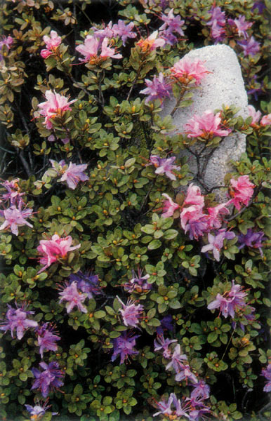 Pink form and purple form of
R. nivale growing side by side on the Zo La.