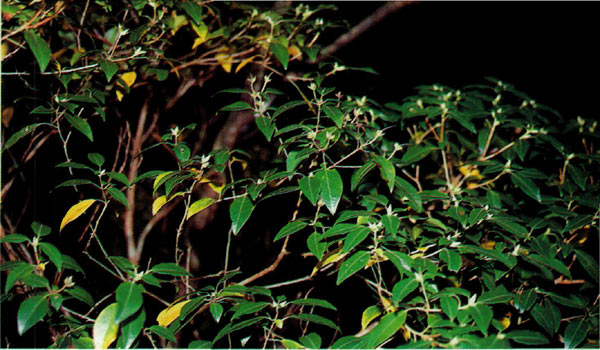 Rhododendron uwaense in Japan