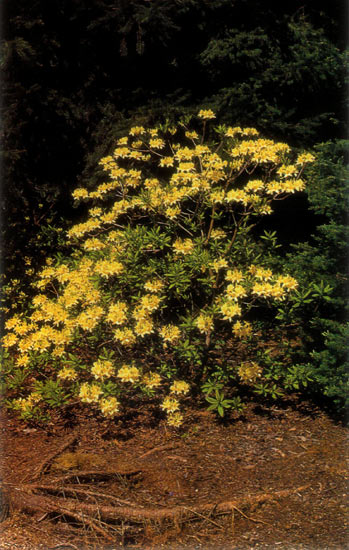 R. luteum 'Golden Comet'