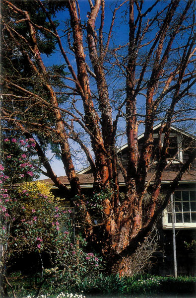 Acer griseum at the site of
the Ted and Mary Greig Nursery at Royston on Vancouver Island, B.C.