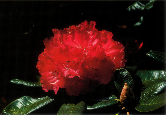 Rhododendron 'Noyo Chief
photographed with a polarizing screen.