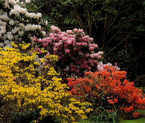 This landscape shot of the Philp garden
was photographed at F8-15.