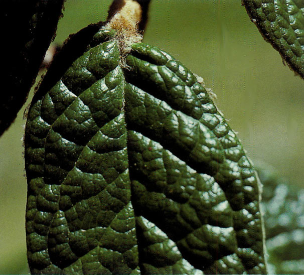 The rough leaf surface of R.
edgeworthii was photographed with front lighting.