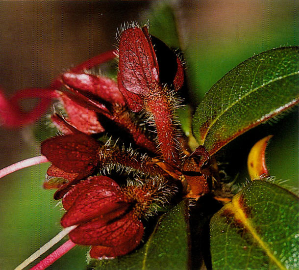 The red calyx of R. ciliatum was
photographed at F8-30.