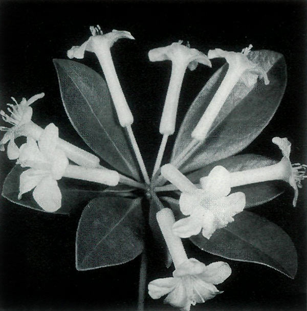 Inflorescence of R. loranthiflorum 
'Sri Chinmoy' showing 8 flowers with 7 leaves in the pseudowhorl below.