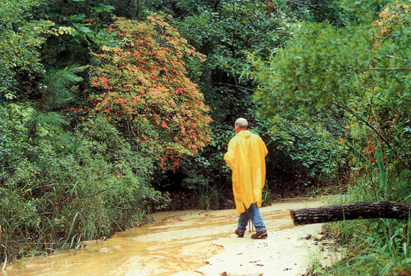 Frank Pelurie views
R. prunifolium from the stream bed on the canyon floor.