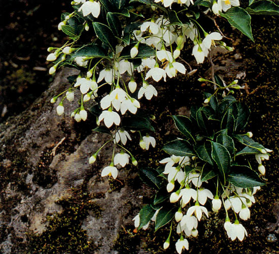 Styrax japonicus