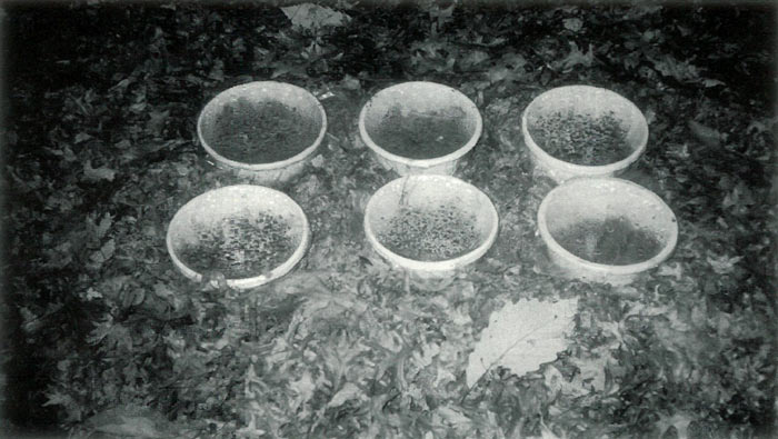 Figure 5. Cuttings in 10-inch
white plastic pots and covered with plastic.