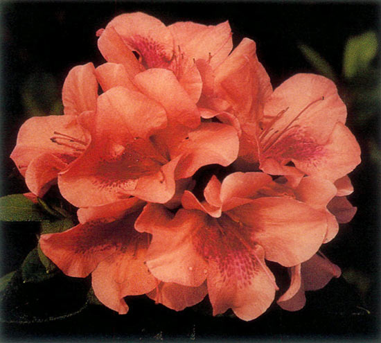 Encore Azalea® 'Autumn Coral'